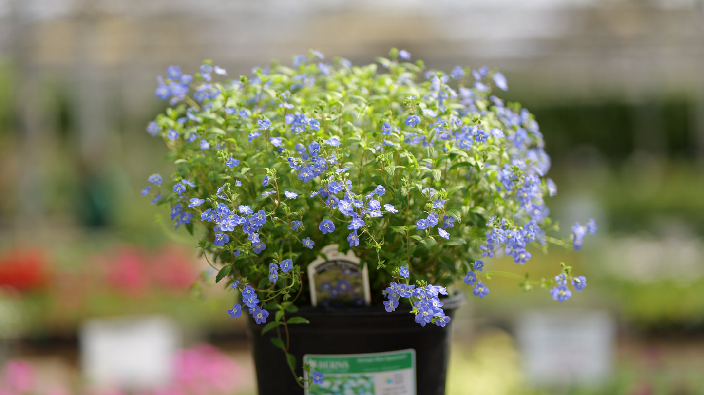 Veronica | Georgia Blue Creeping Speedwell - 1 Gallon