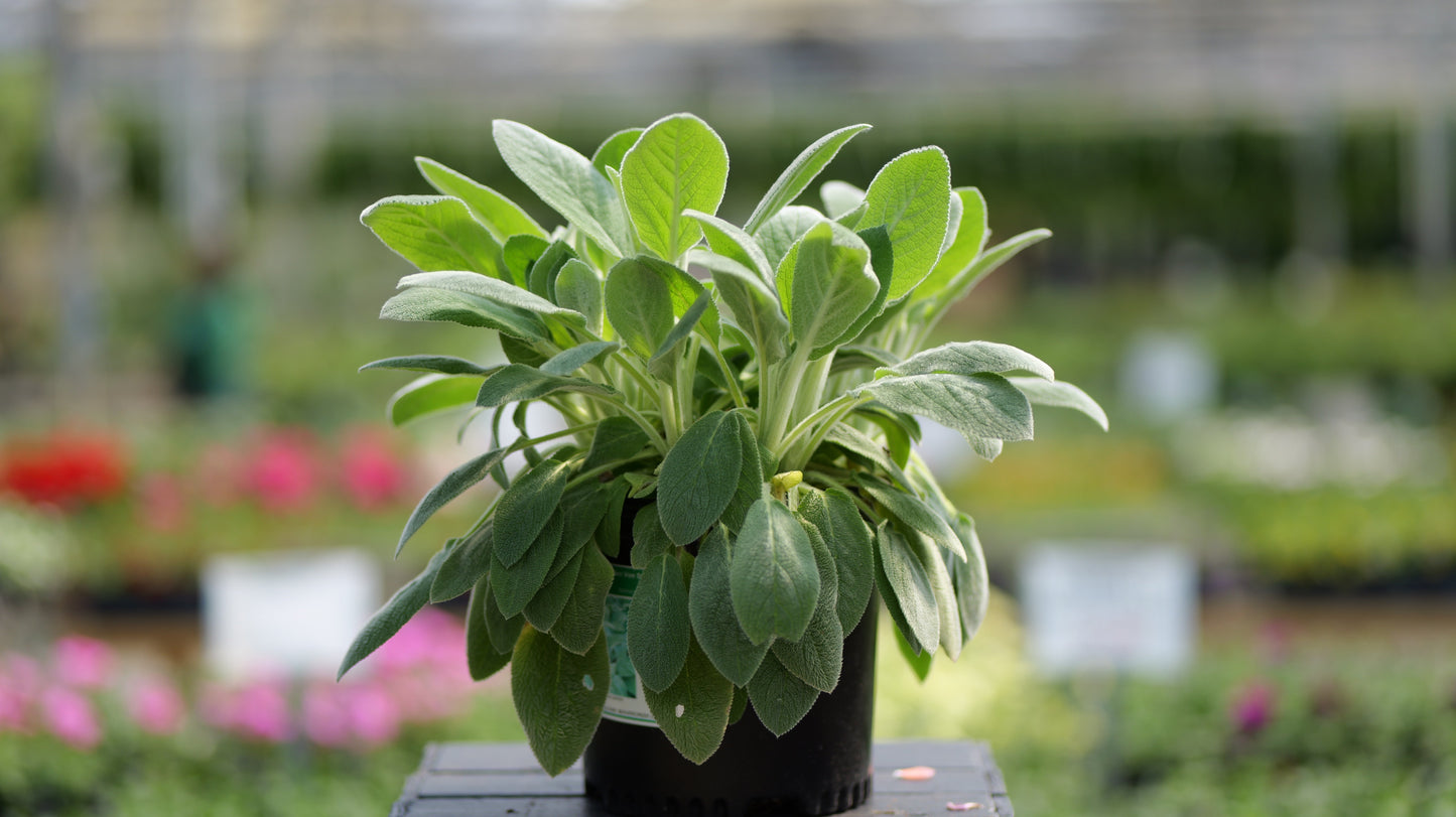 Stachys | Helen von Stein Lamb's Ear - 1 Gallon