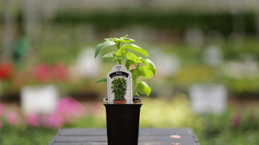 Basil | Everleaf Genovese - 1 Pint