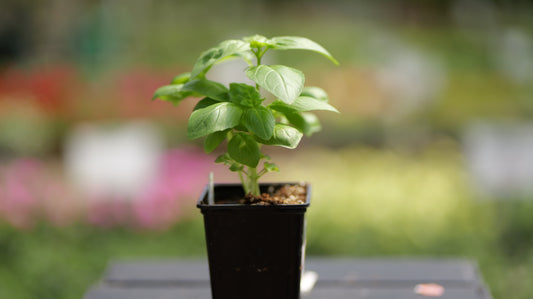 Basil | Dolce Fresca - 1 Pint