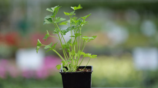 Parsley | Italian Giant - 1 Pint