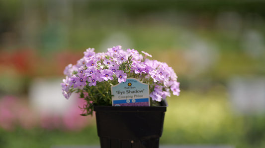 Phlox | Eye Shadow Creeping Phlox - 1 Quart