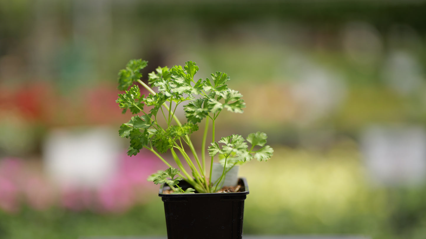 Petroselinum | Parsley