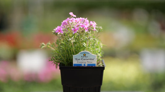 Phlox | Eye Caramba Creeping Phlox - 1 Quart