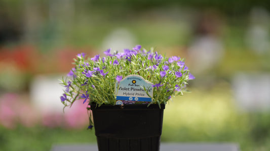 Phlox | Violet Pinwheels Creeping Phlox