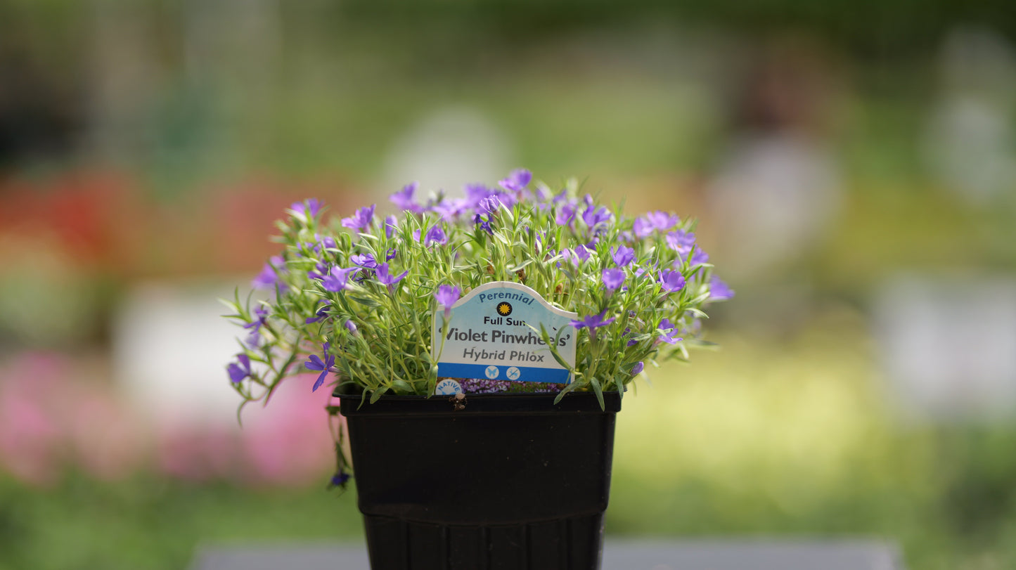 Phlox | Violet Pinwheels Creeping Phlox - 1 Quart