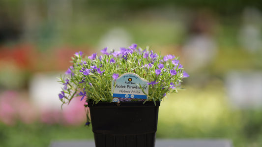 Phlox | Violet Pinwheels Creeping Phlox - 1 Quart