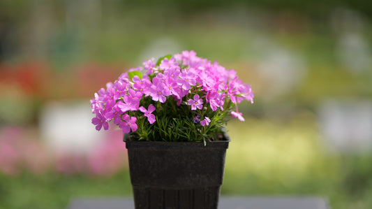 Phlox | Emerald Pink Creeping Phlox