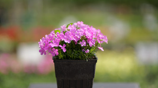 Phlox | Emerald Pink Creeping Phlox - 1 Quart