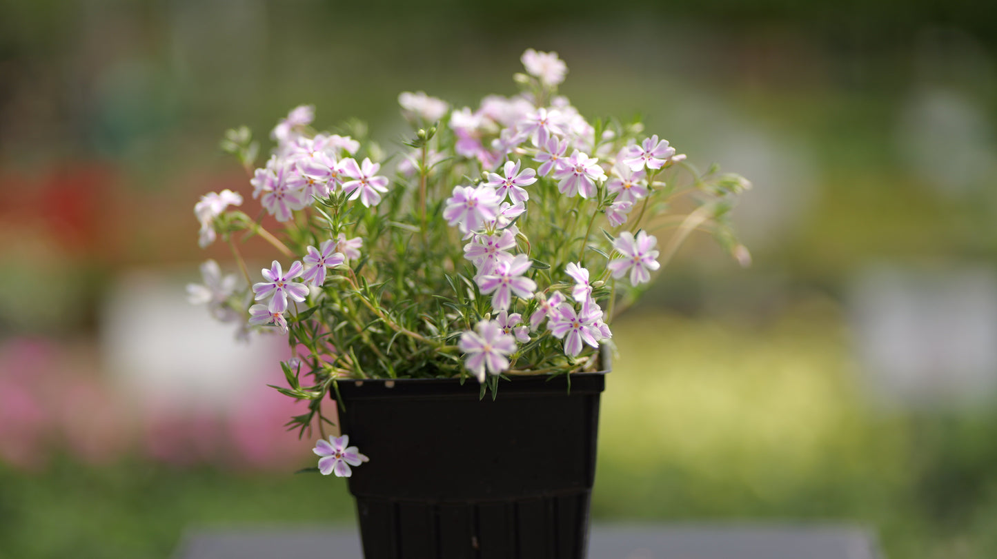 Phlox | Candy Stripe Creeping Phlox - 1 Gallon