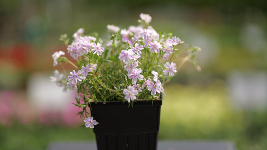 Phlox | Candy Stripe Creeping Phlox - 1 Gallon