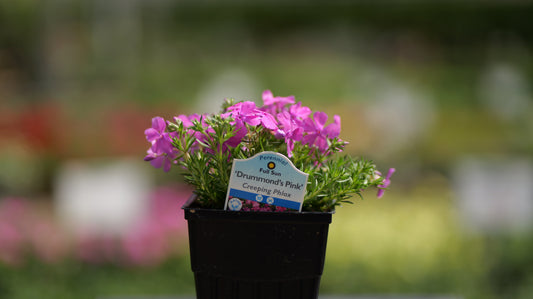 Phlox | Drummond's Pink Creeping Phlox - 1 Quart