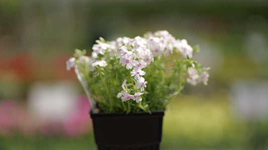 Phlox | Amazing Grace Creeping Phlox