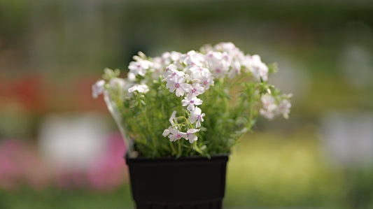 Phlox | Amazing Grace Creeping Phlox - 1 Quart