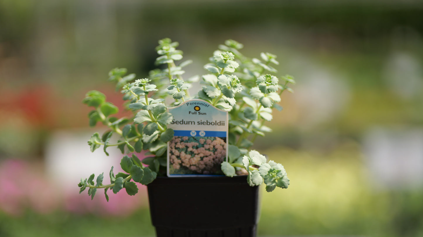 Sedum | October Daphne Stonecrop - 1 Quart