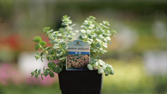 Sedum | October Daphne Stonecrop - 1 Quart