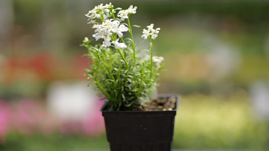 Iberis | Snowsation Candytuft - 1 Quart
