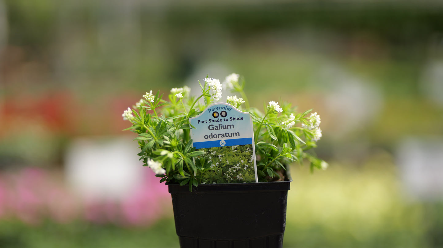 Galium | Sweet Woodruff