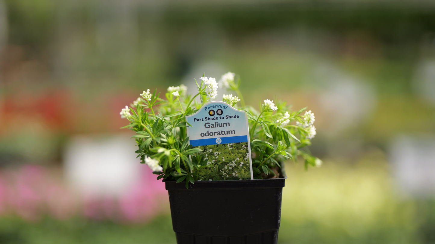 Galium | Sweet Woodruff - 1 Quart