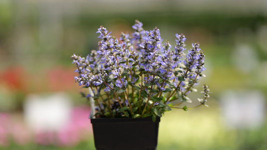 Ajuga | Chocolate Chip Bugleweed - 1 Quart