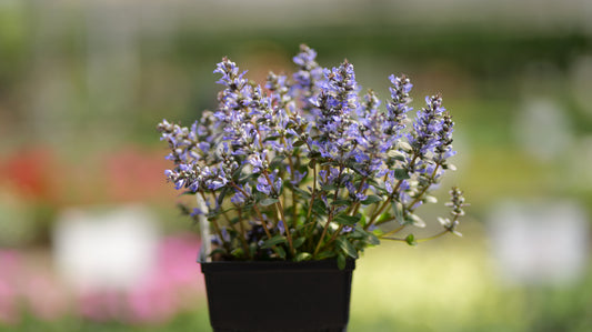 Ajuga | Chocolate Chip Bugleweed - 50 Plug Flat