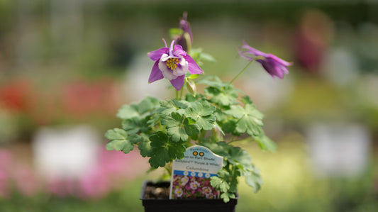 Aquilegia | Earlybird Columbine | Purple & Blue - 1 Gallon