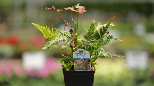 Dryopteris | Brilliance Autumn Fern - 1 Quart