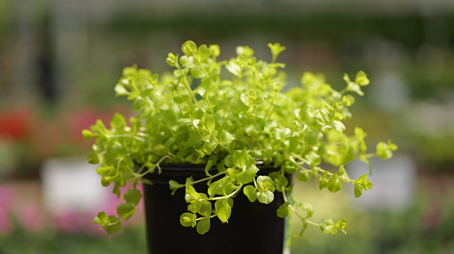 Lysimachia | Goldii Creeping Jenny - 1 Gallon