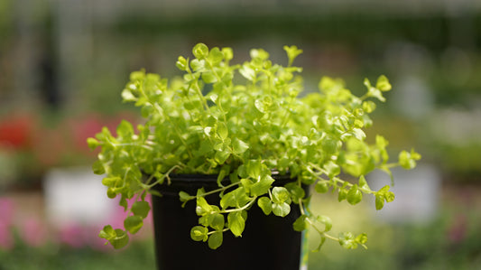 Lysimachia | Goldii Creeping Jenny - 1 Gallon