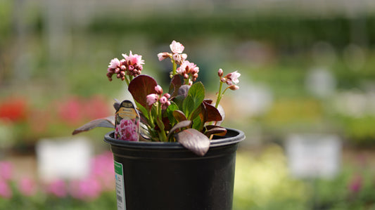 Bergenia | Sakura Bergenia - 1 Gallon