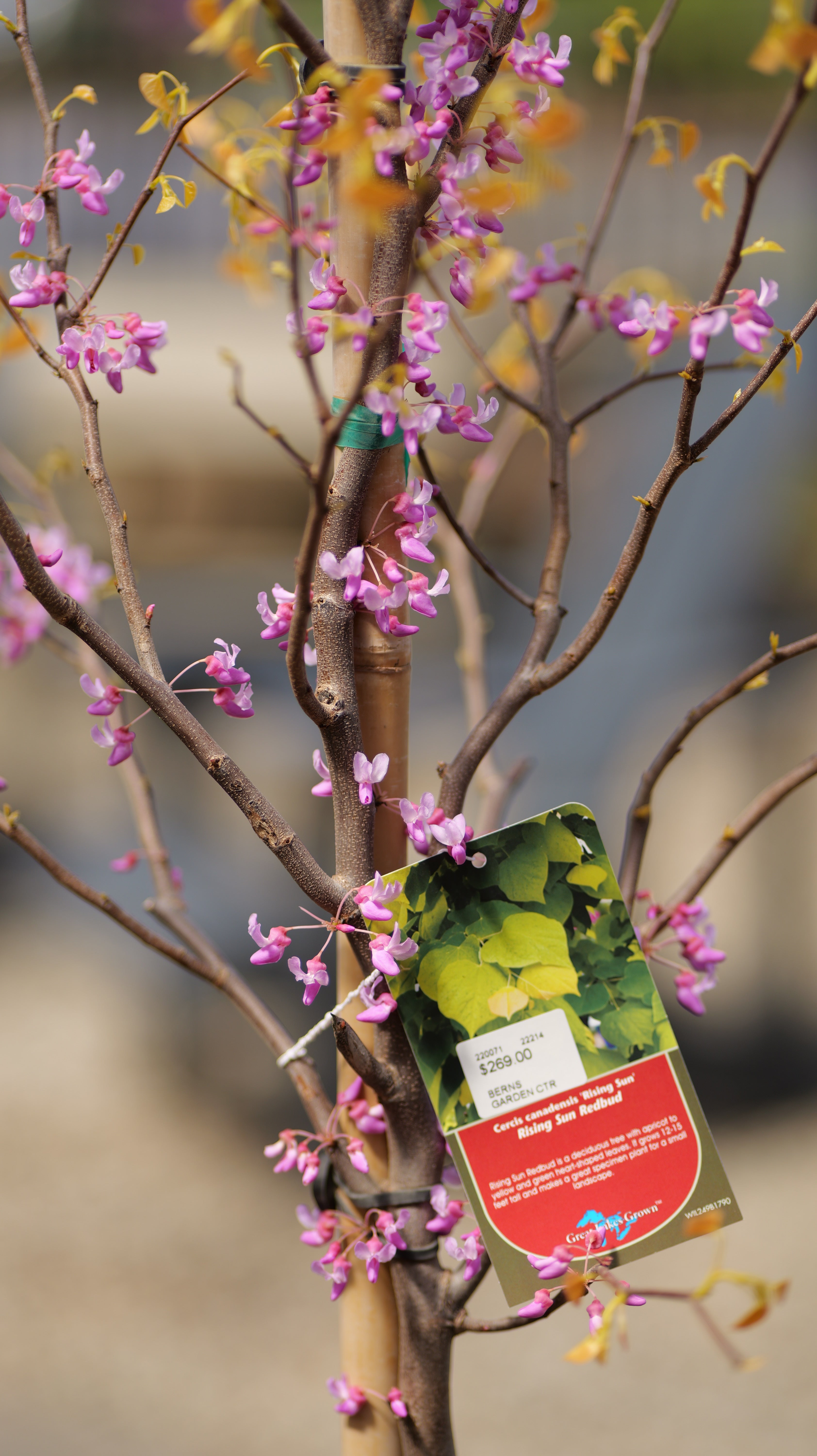Cercis | The Rising Sun Redbud - 10 Gallon - Berns Garden Center
