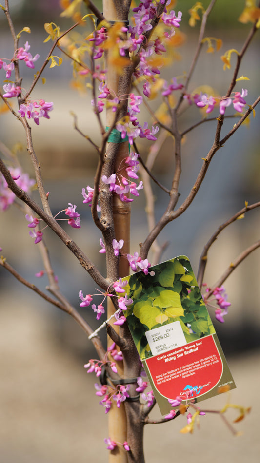 Cercis | The Rising Sun Redbud - 10 Gallon