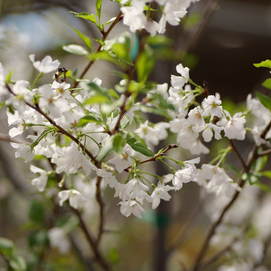 Prunus | Yoshino Cherry - 15 Gallon
