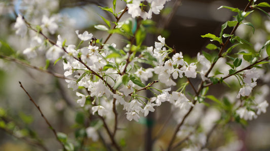 Prunus | Yoshino Cherry - 10 Gallon