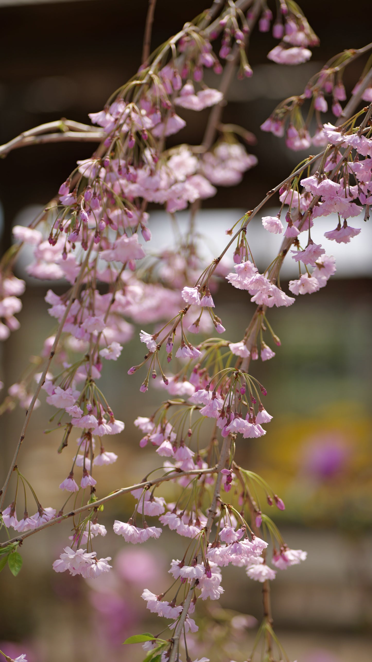 Prunus | Pink Snow Showers Weeping Cherry - 15 Gallon