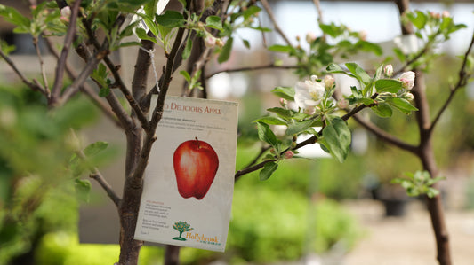 Malus | Red Delicious Apple