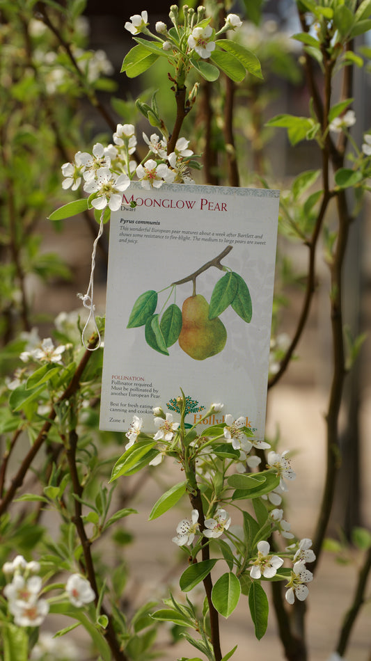 Pyrus | Moonglow Pear - 7 Gallon