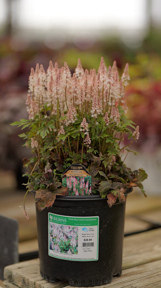 Tiarella | Pink Skyrocket Foamflower - 1 Gallon