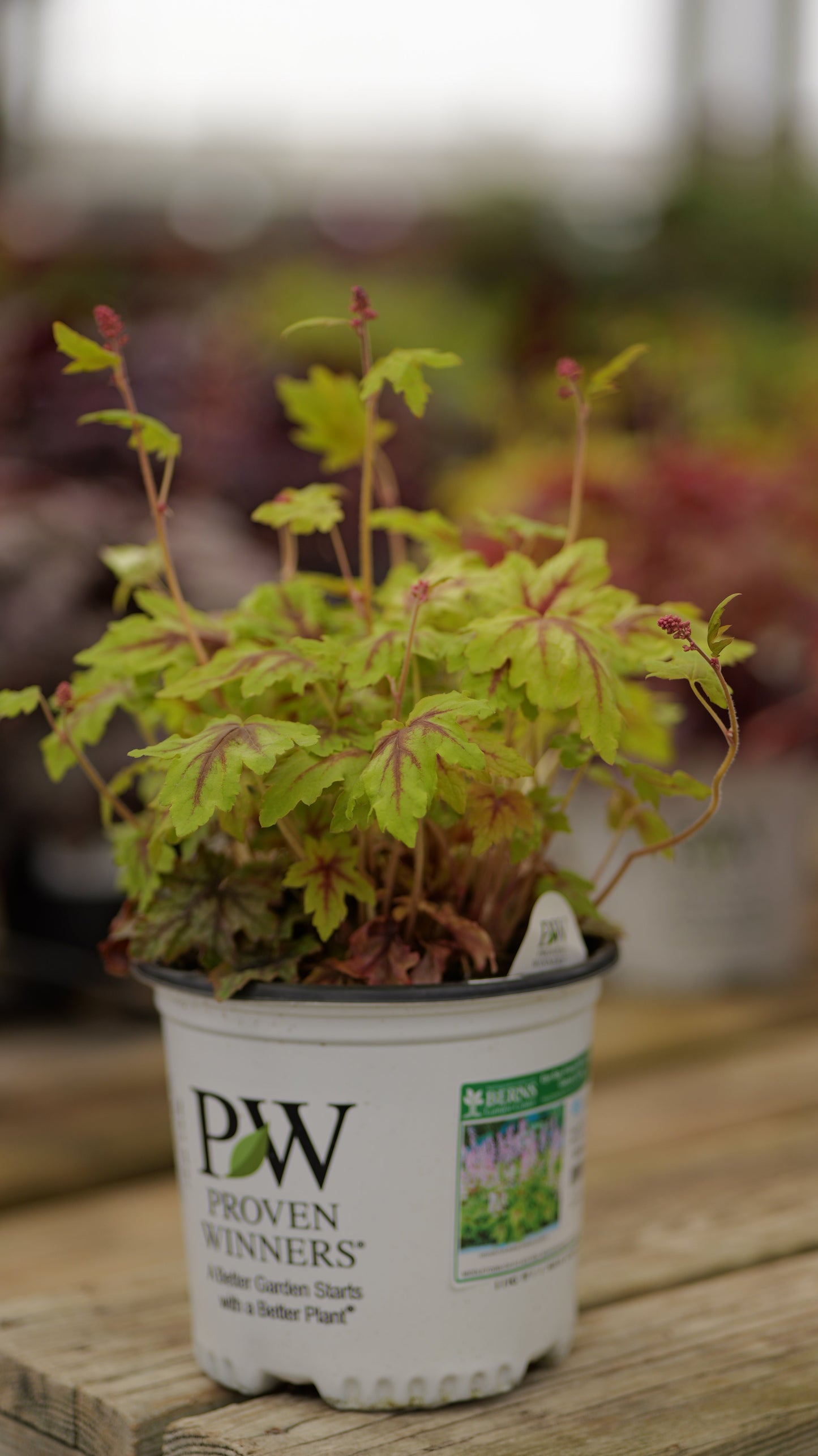 Heucherella | Fun and Games Foamy Bells | Eye Spy - 1 Gallon