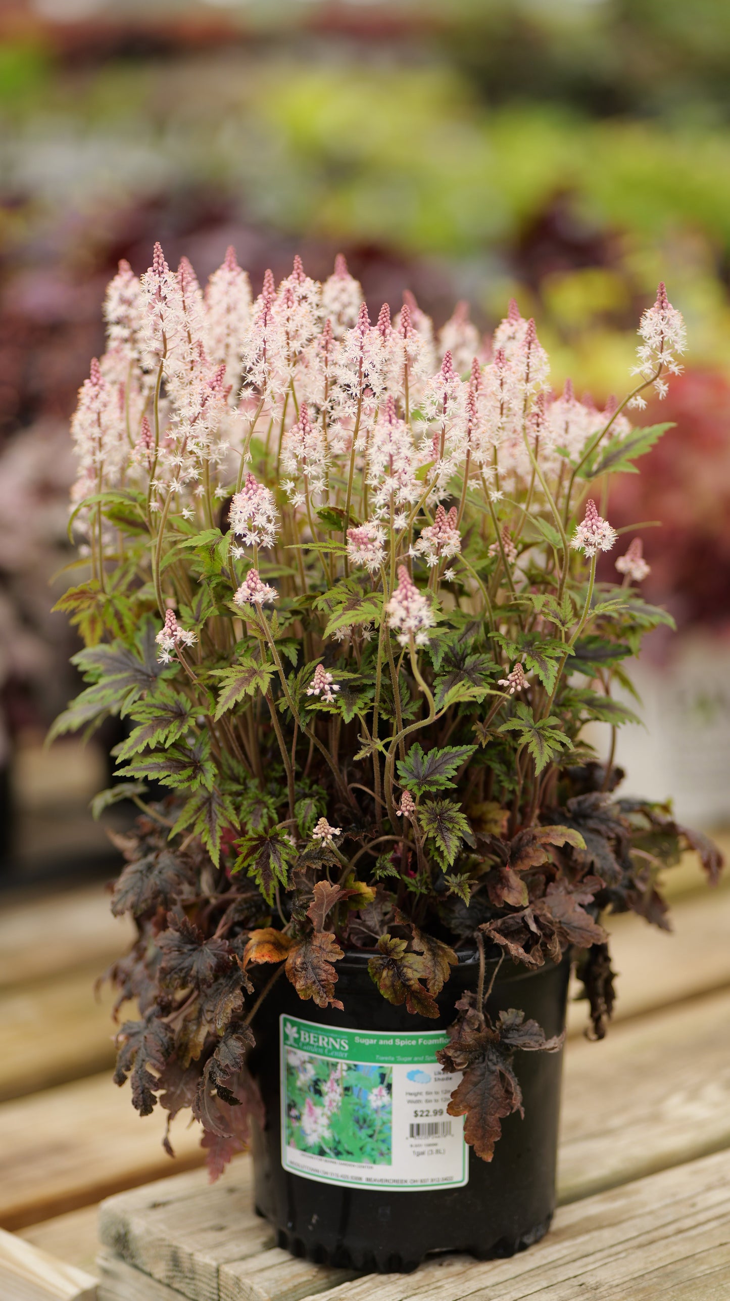 Tiarella | Sugar and Spice Foamflower - 1 Gallon