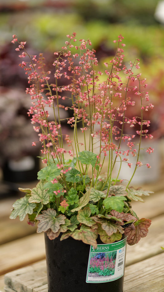 Heuchera | Timeless Coral Bells | Berry - 1 Gallon