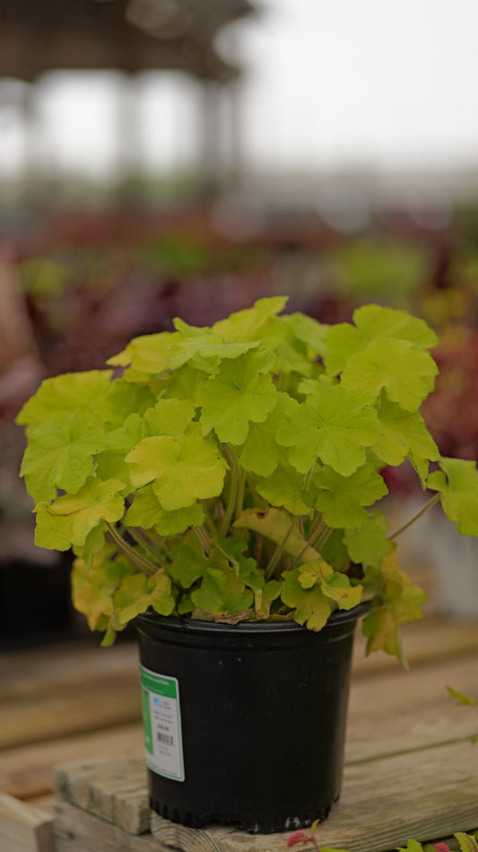 Heuchera | Guacamole Coral Bells - 1 Gallon