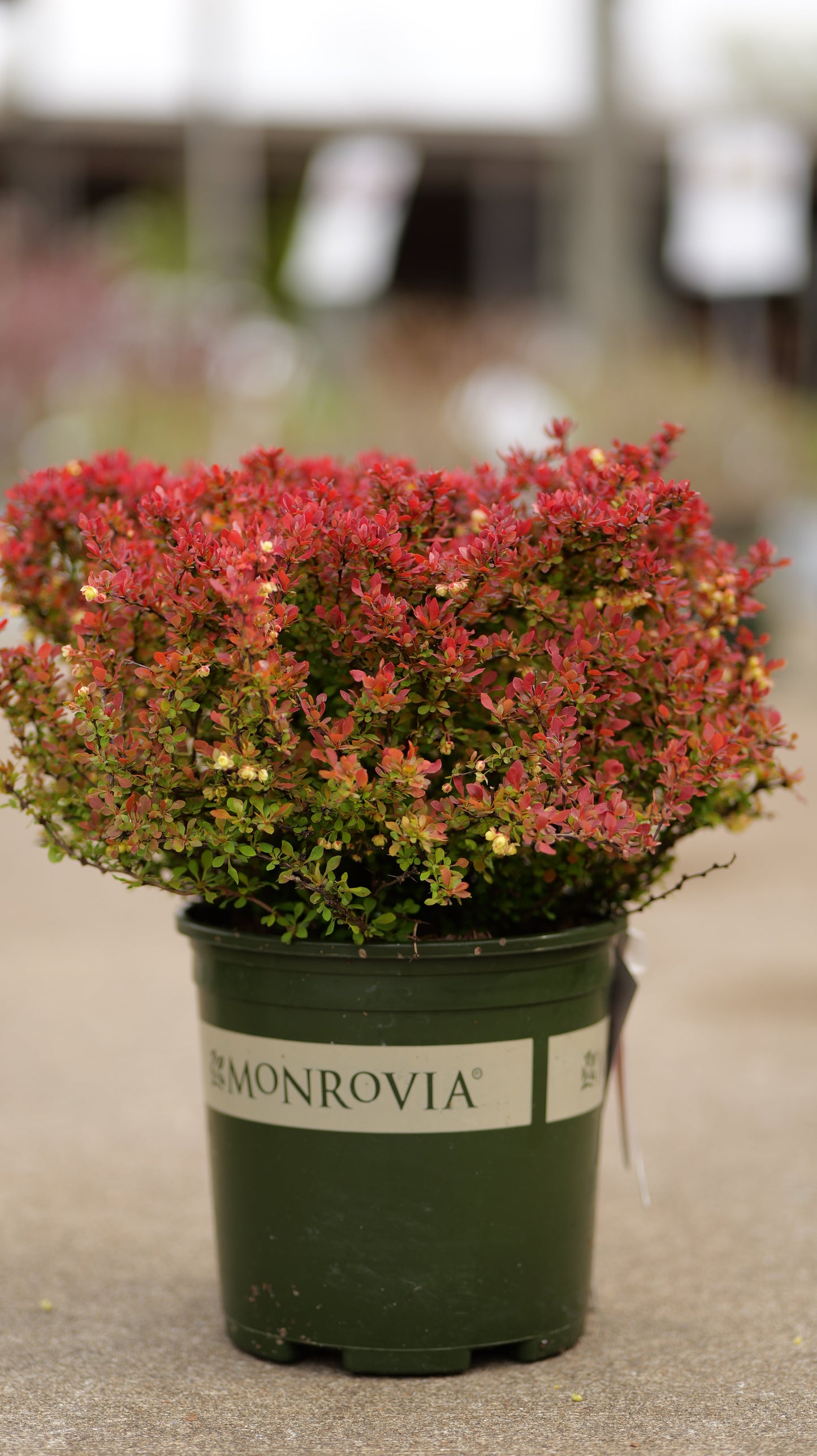 Berberis | Golden Ruby Barberry - 2 Gallon