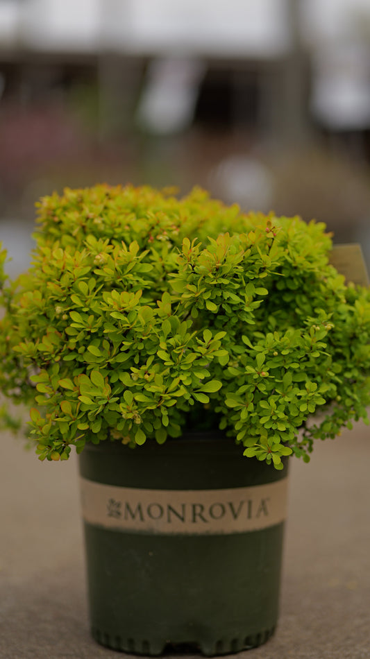 Berberis | Golden Jackpot Barberry - 2 Gallon