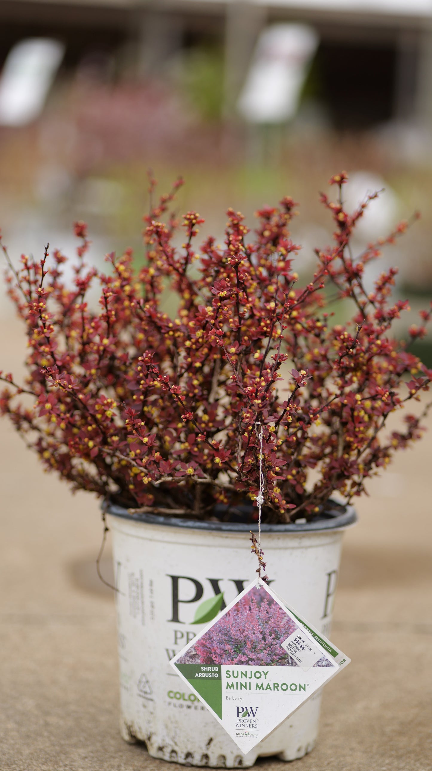 Berberis | Sunjoy Mini Maroon Barberry - 2 Gallon