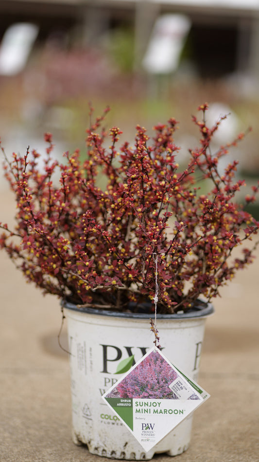 Berberis | Sunjoy Mini Maroon Barberry - 2 Gallon