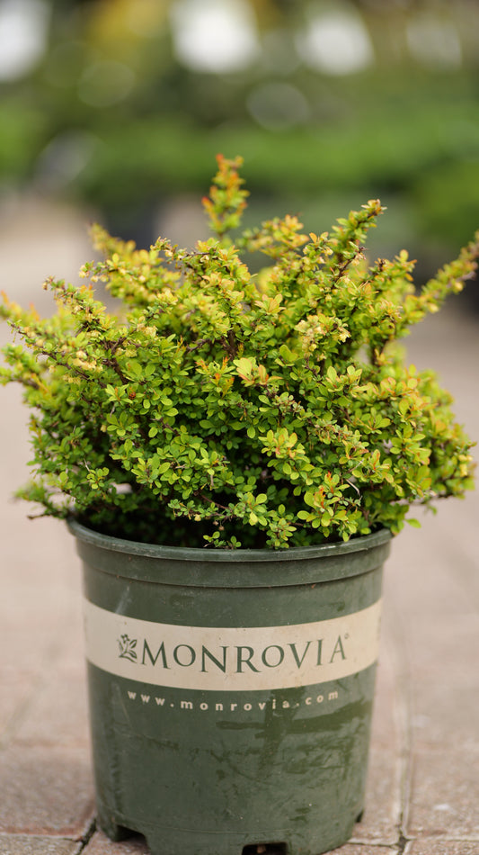 Berberis | Sunsation Barberry - 2 Gallon