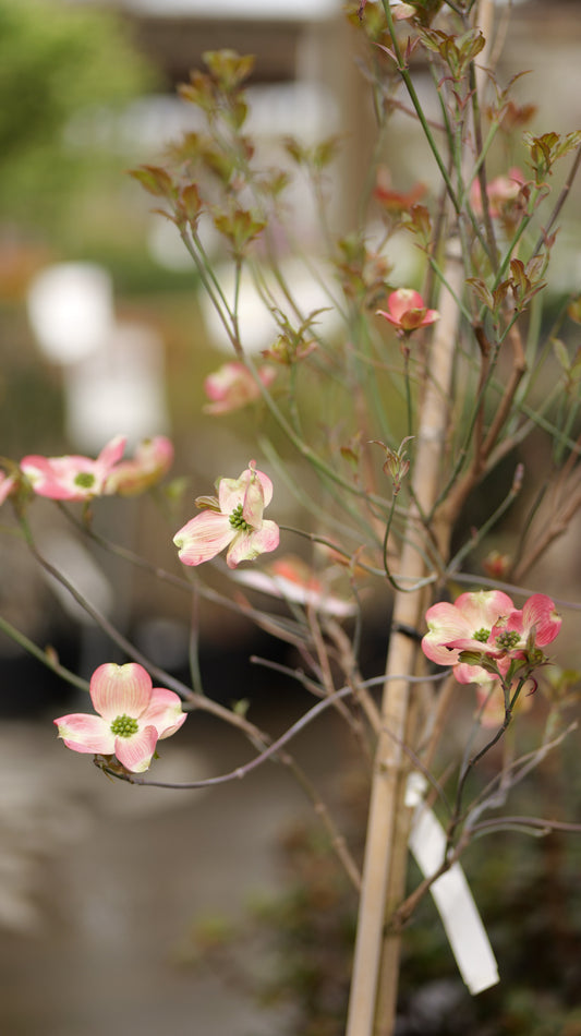 Cornus | Cherokee Brave Dogwood - 10 Gallon