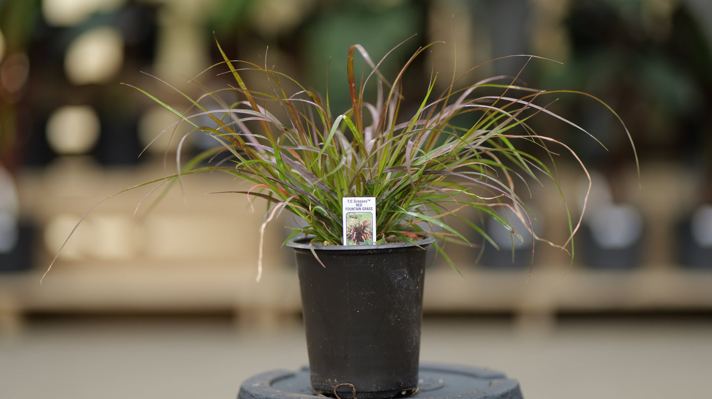 Pennisetum | Purple Fountain Grass - 1 Quart