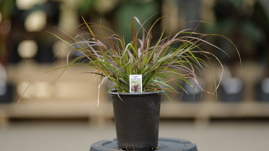 Pennisetum | Purple Fountain Grass - 1 Quart